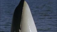 Free Willy (1993) | Image Source: Warner Bros. Pictures